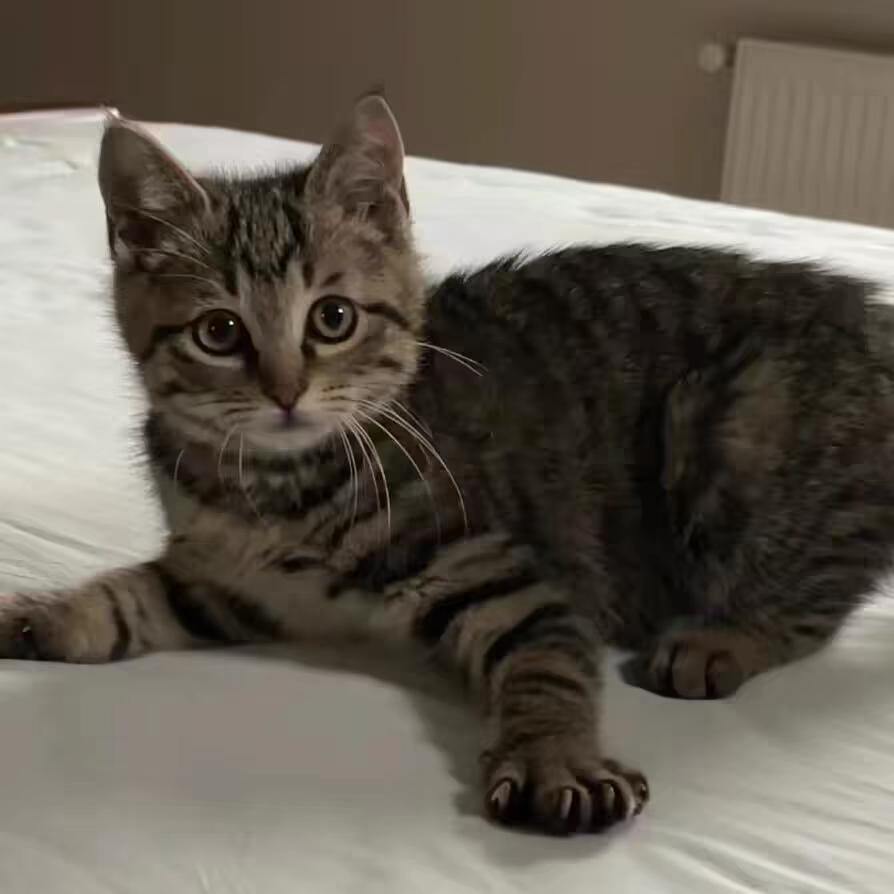 活物中华田园猫猫咪幼崽小奶猫橘猫橘白狸猫黑猫猫咪真猫宠物猫咪